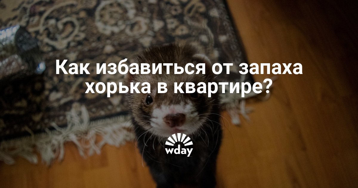 Чем отмыть мочу хорька Чем отмыть мочу хорька thumbnail