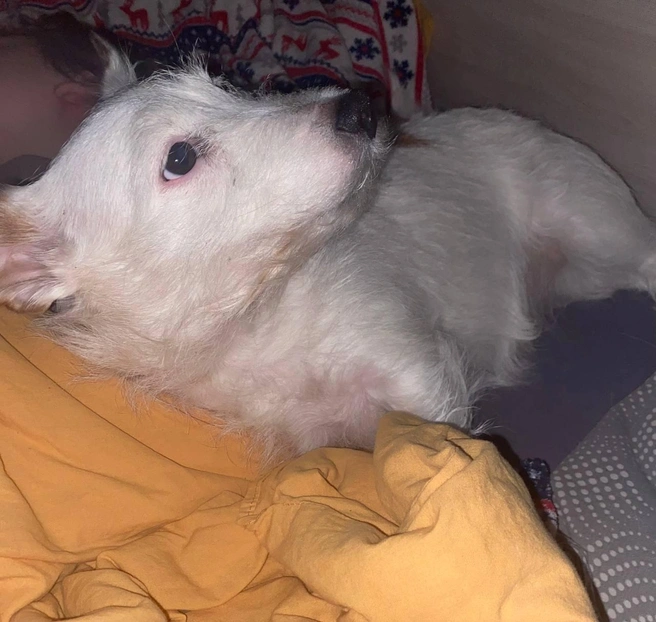 Хозяйка уговаривала собачку пойти на улицу, но она была категорично настроена | Источник: читательница НГС Марина