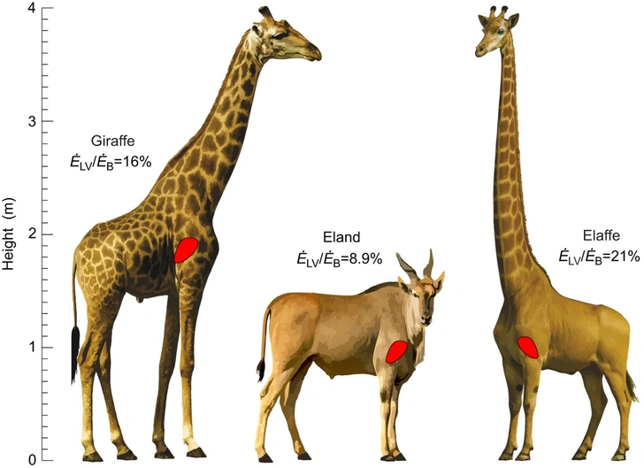 Источник: Journal of Experimental Biology