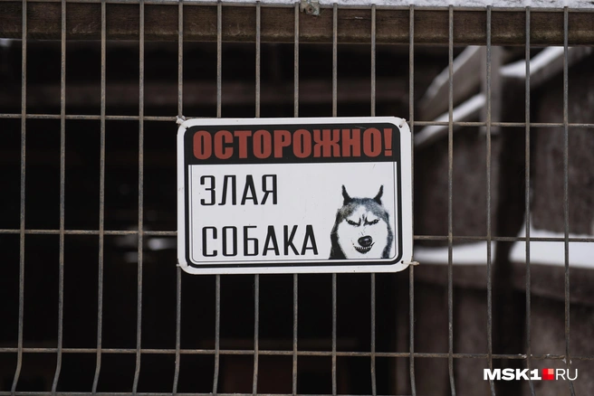 Животное напало на ребенка в Кольцевом проезде | Источник: Александр Филиппов / MSK1.RU