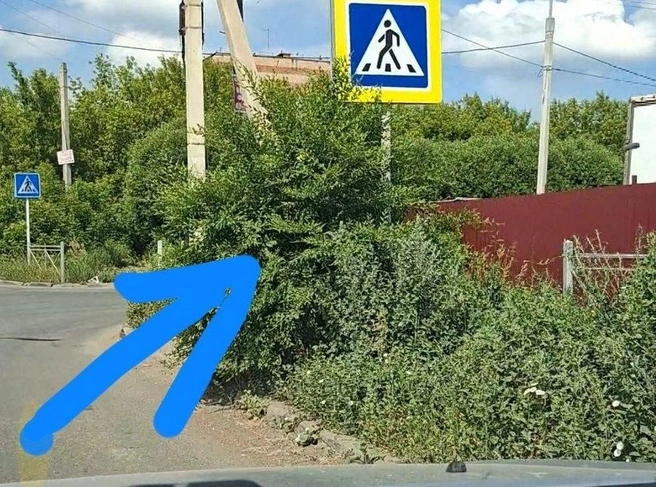 Пешеходов не видно из-за травы | Источник: «Аварийный Омск» / t.me