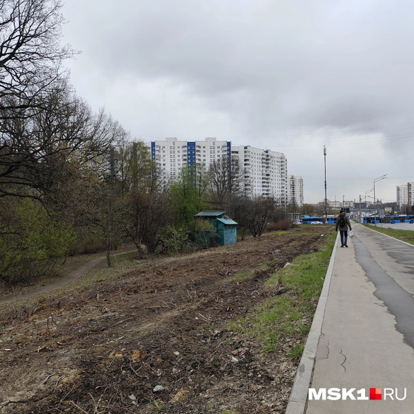 Вырубка деревьев возле парка в Бирюлево Восточном | Источник: Игорь Мещанев / MSK1.RU