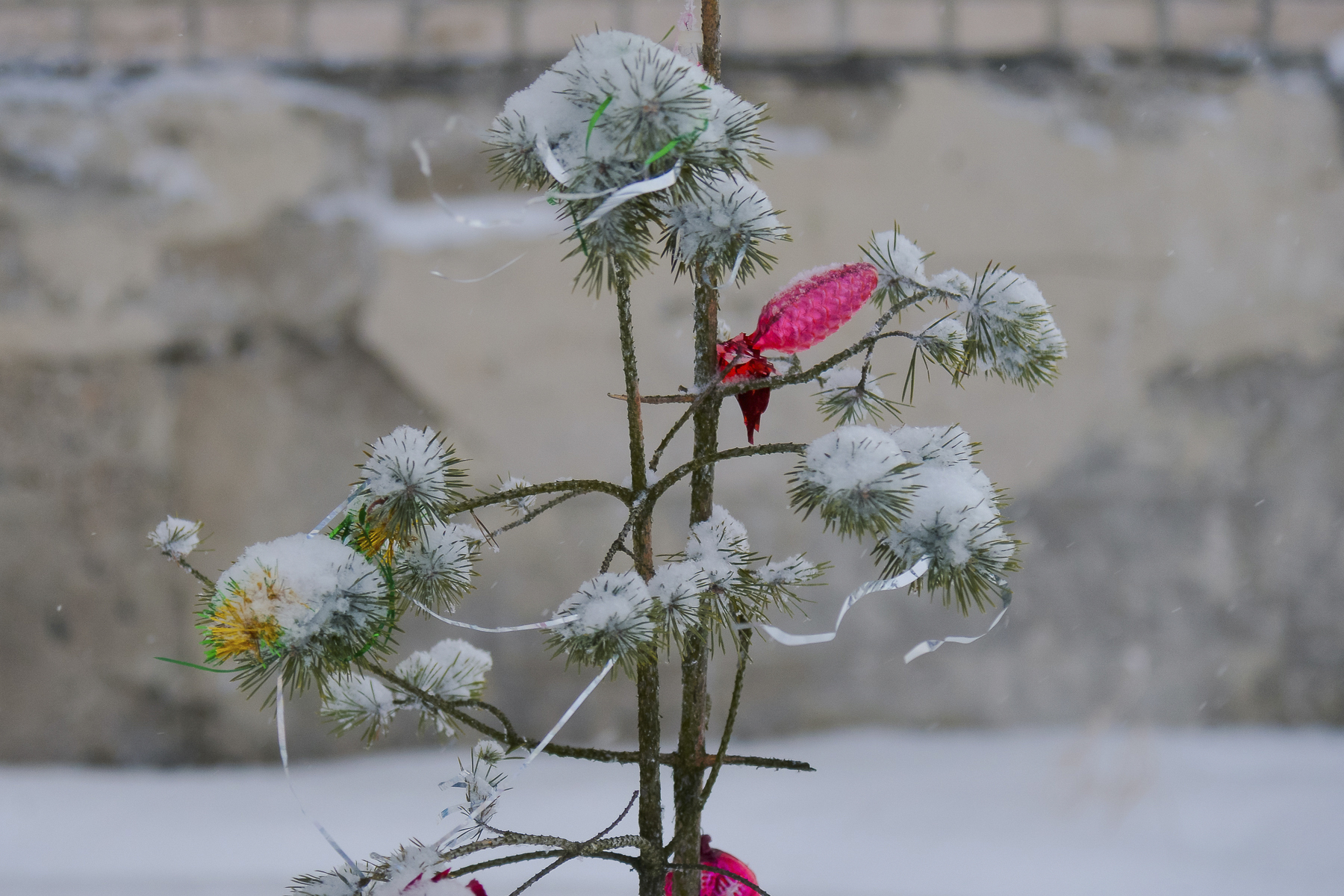 В Архангельске, Северодвинске и Новодвинске можно сдать ёлку на переработку: как это сделать