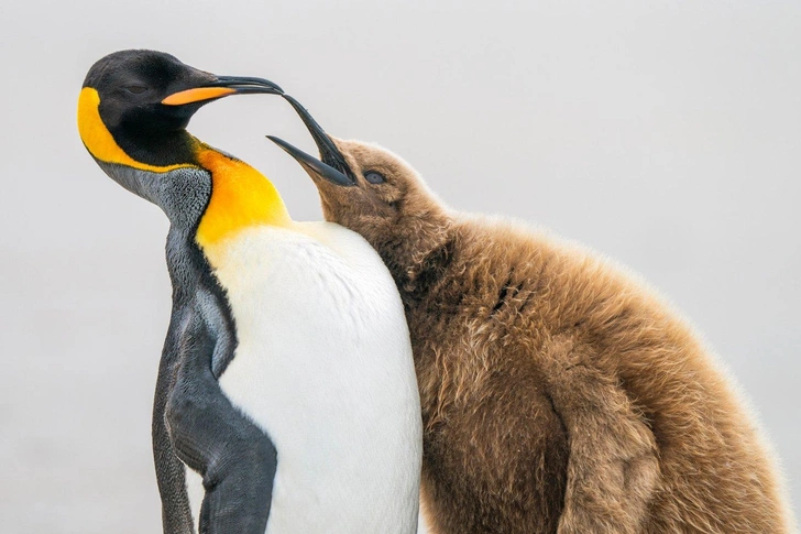 Организаторы подвели итоги конкурса фотографий птиц Bird photographer of the year