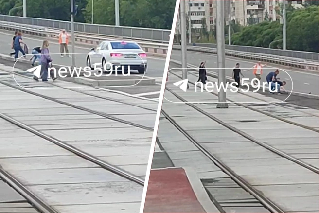 Водитель трамвая сигналила другим водителям, чтобы прохожие успели перенести утят с дороги | Источник: читатель 59.RU