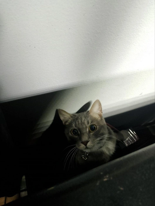 Он молниеносен и быстр, настигает жертву за секунды | Источник: Денис Моисеев