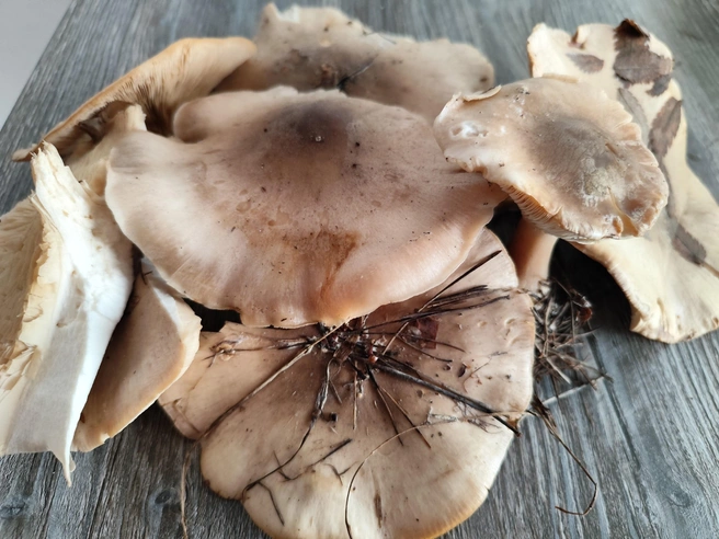 «Говорушка дымчатая, Челябинский тракт. Лес не спит, он притих», — пишет грибник | Источник: Андрей Нестеренко / «Грибы и грибники Екатеринбурга и Свердловской области» / Vk.com