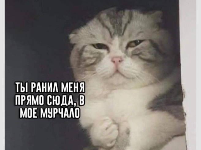 Так выглядит предательство в глазах котов | Источник: Городские медиа