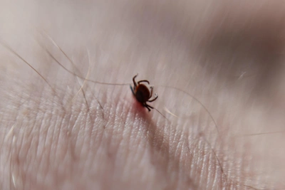 Биолог предупредил о пробуждении клещей в Архангельской области