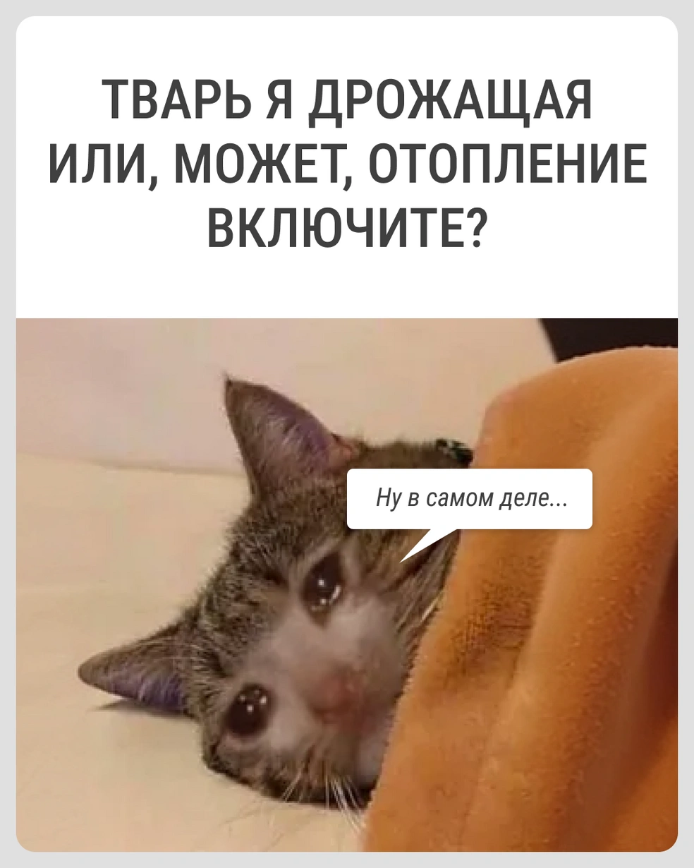 Пока что тварь дрожащая… | Источник: Городские медиа