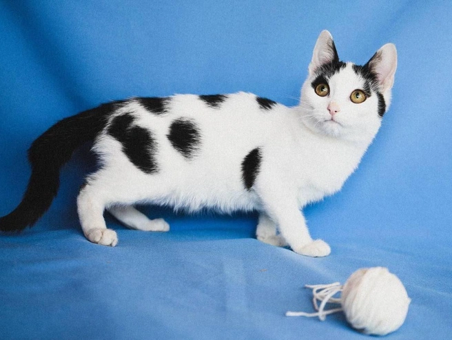 Питомец обладает игривым характером | Источник: «Кошки в дар (Новосибирск) от „Потеряшка-НСК“» / «ВКонтакте»