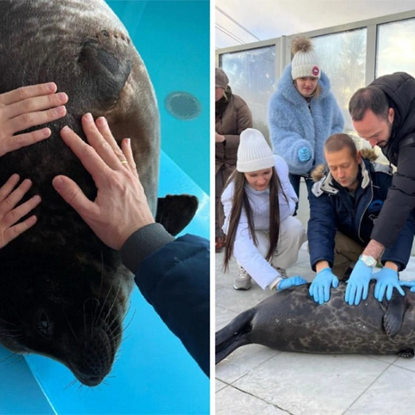 Источник: Спасение тюленей 699-23-99 / Vk.com