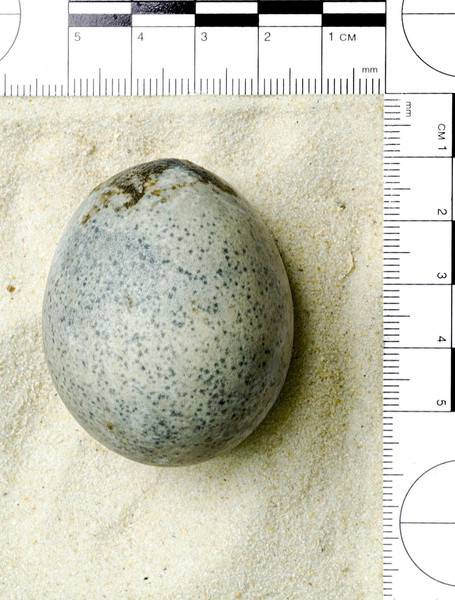 Самое древнее яйцо в мире нашли археологи в Великобритании: можно ли пожарить из него яичницу?