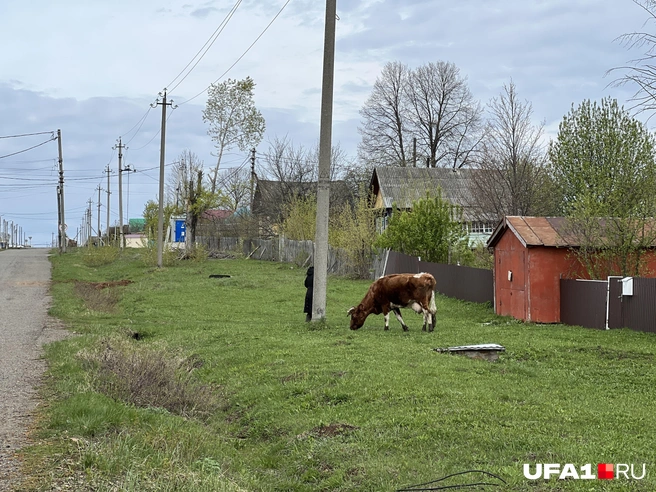 Крупнорогатый скот попадается нечасто | Источник: Андрей Бирюков / UFA1.RU