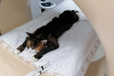 Novosibirsk cat receives advanced therapy to aid human cancer studies