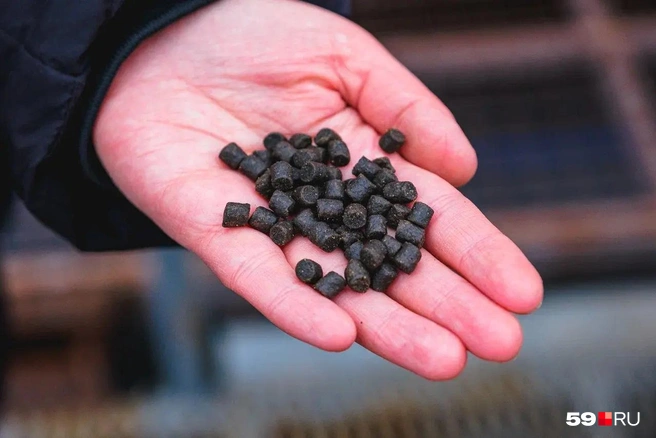 Вот так выглядит корм для осетров и стерляди  | Источник: Тимофей Калмаков / 59.RU