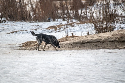 Суд взыскал с муниципалитета компенсацию за нападение собаки