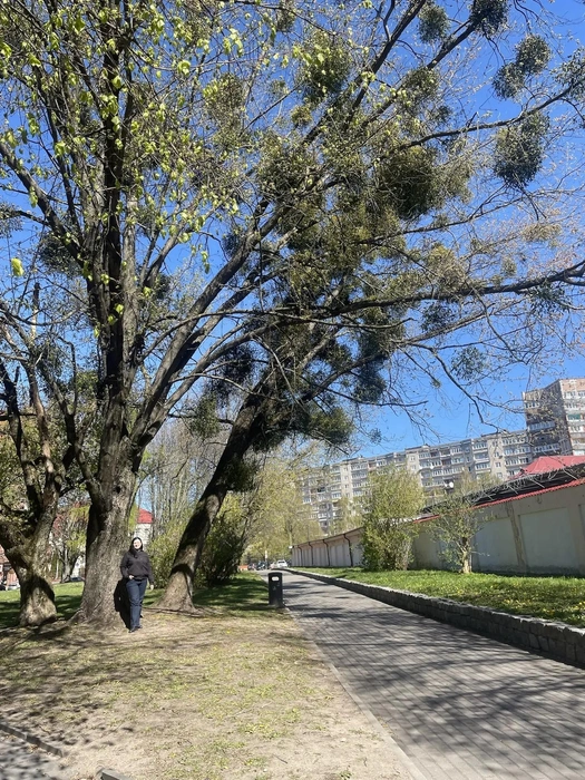Белая омела на деревьях | Источник: Марина Нартова