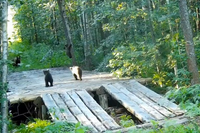 Воспитание медвежат попало на видео в нижегородском лесу