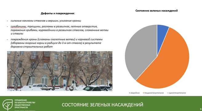 В списке дефектов и повреждений растений — сильные наклоны стволов и вершин, усыхание, повреждение кроны и другое | Источник: Управление по благоустройству общественных пространств
