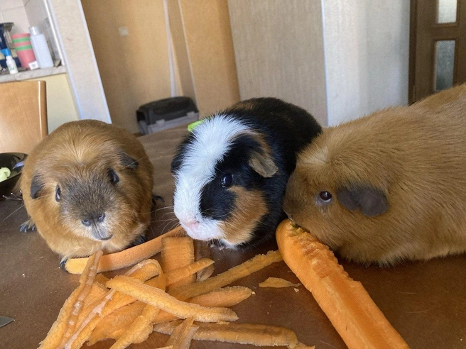 Источник: «Фонтанка.ру»