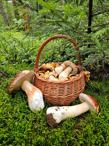 Источник: Анна Герасюто / Грибы в Подмосковье 2025 / VK.com