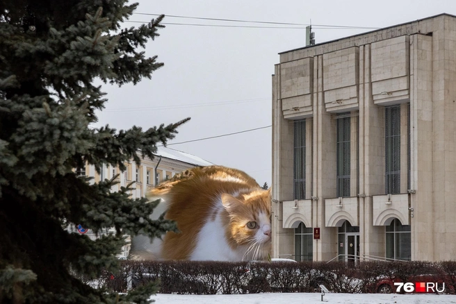 Большой кот притаился в снегу  | Источник: Кирилл Поверинов / 76.RU