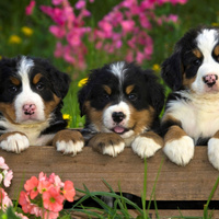 Аватарка Светлана 