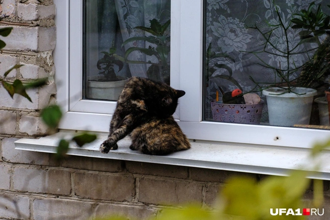 Котик наводит марафет под дождем | Источник: Булат Салихов / UFA1.RU