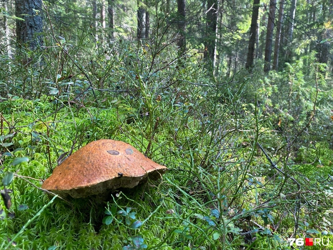 Миколог рассказала, можно ли есть червивые грибы | Источник: Анастасия Вязигина / 76.RU