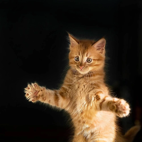 Кошка танцует, кошка кричит: 20 самых ярких снимков лауреатов ежегодной фотопремии 35awards, Всемирный день кошек, смешные фото кошек | Источник: Яна Панова, 35awards