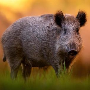 Настоящая свинья: как живет кабан и почему к нему нужно относиться с опаской