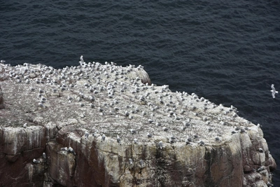 В Мурманске откроют центр по изучению китов и птиц
