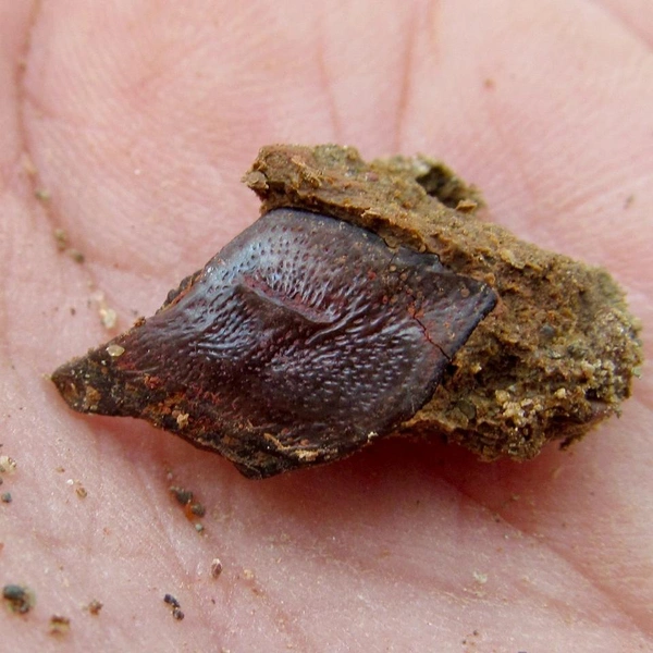 Источник: Ю. Сучкова, Нижегородский музей-заповедник / Vk.com