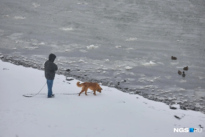 Собачникам приходится гулять в любую погоду  | Источник: Александр Ощепков / NGS.RU