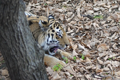 Тигра, атаковавшего приморца, ищут уже две недели
