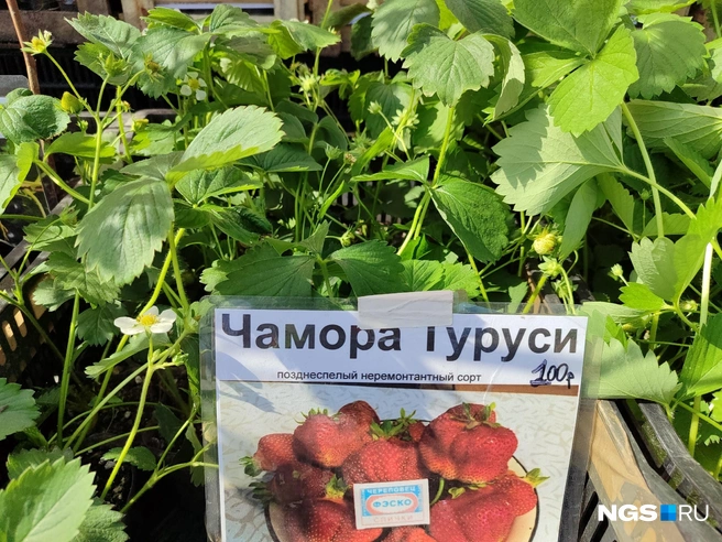 Много видов клубники, которая отличается сроком созревания | Источник: Мария Тищенко / NGS.RU