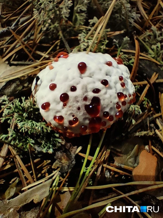 Из гриба сочатся алые капли  | Источник: Наталия С.