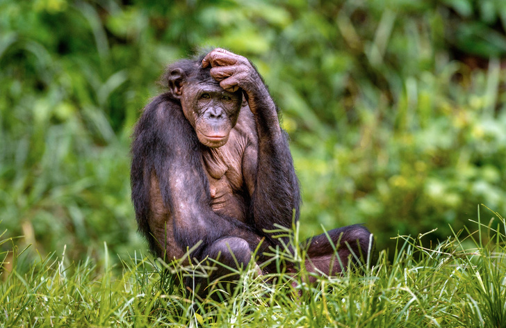 Человекообразные хиппи: как бонобо нашли способ заменить агрессию сексом
