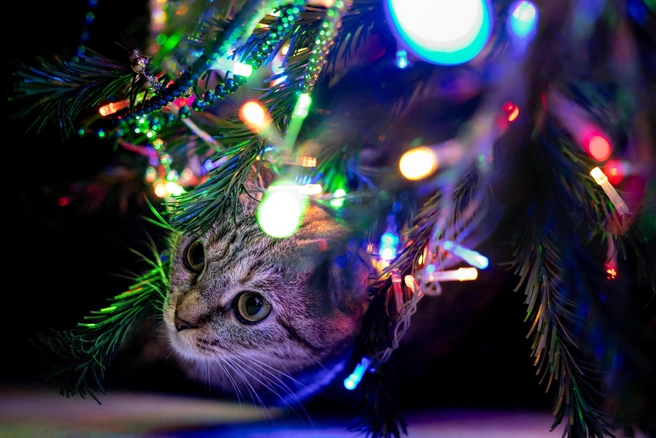 На маркетплейсах вырос спрос на крючки для гирлянд и других новогодних украшений | Источник: Наталья Лапцевич