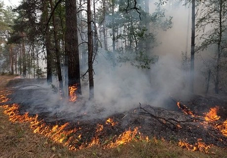 В районе поселка Ласковский под Рязанью загорелся лес | ya62.ru