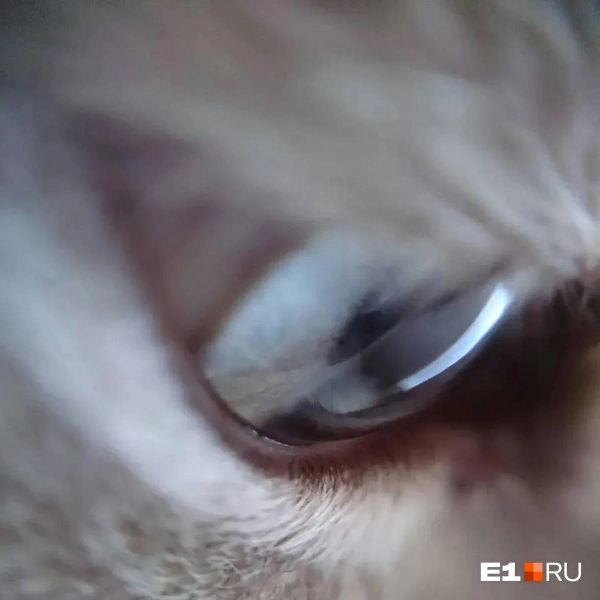 Источник: читательница E1.RU Катерина