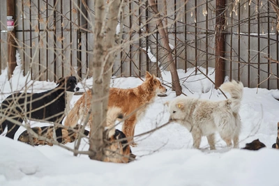Смерть самбистки, бродячие собаки и отключения электричества в Воронеже
