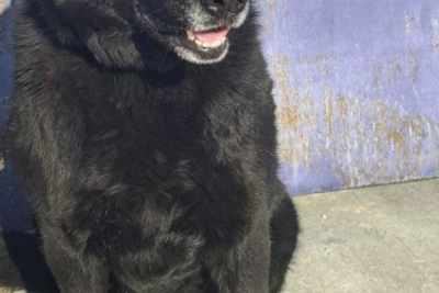 Немецкую овчарку Ирму передадут новым владельцам после службы