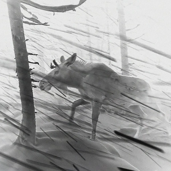 Победитель в номинации «Искусство природы» | Источник: Pål Hermansen / Nature Photographer of the Year 2025