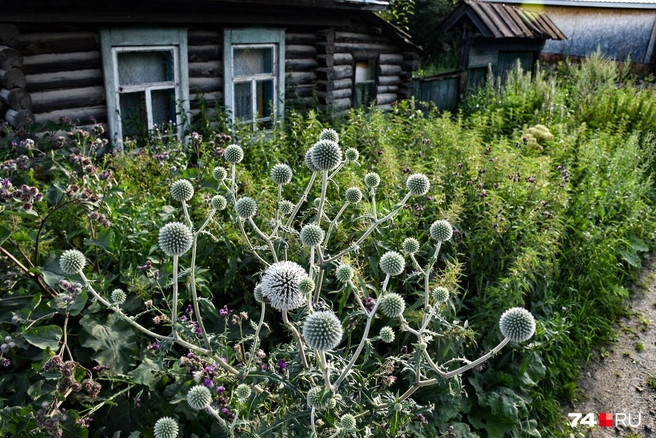 Всё заросло мордовником | Источник: Артем Краснов