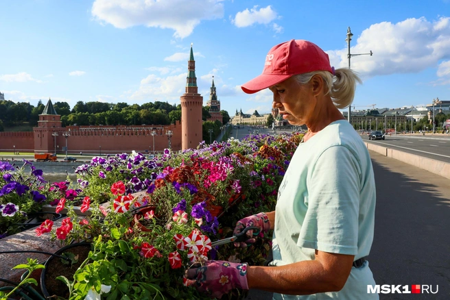 Уход за петуньями на каждой стороне Москворецкого моста у садовницы Нины уходит два дня  | Источник: Артем Устюжанин / MSK1.RU