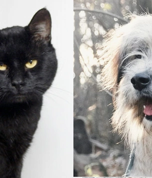 Котопёс недели: кот Фредди и пёс Мартин