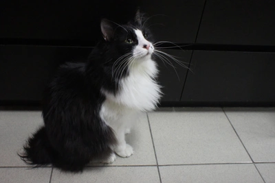 Cats that 'charge water with energy' sold in Ryazan