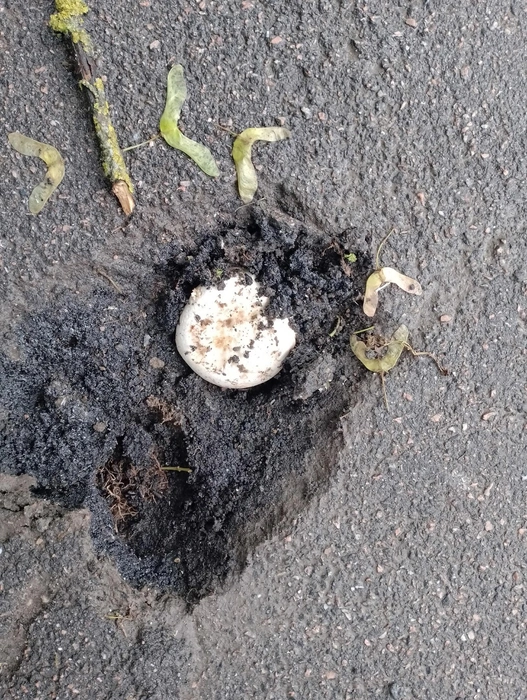 Шампиньоны у Невского проспекта выросли сквозь асфальт | Источник: Нина / Грибы и Грибники СПб 